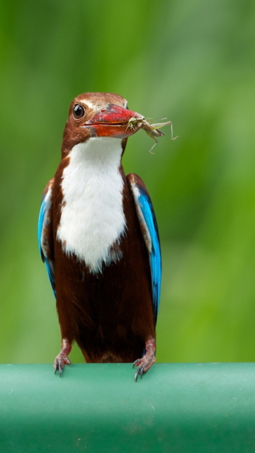 White Breasted Kingfisher wallpaper 360x640