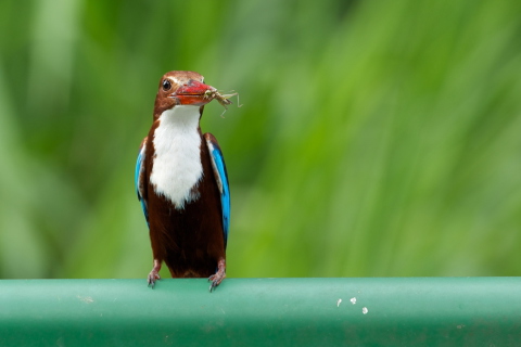 White Breasted Kingfisher wallpaper 480x320