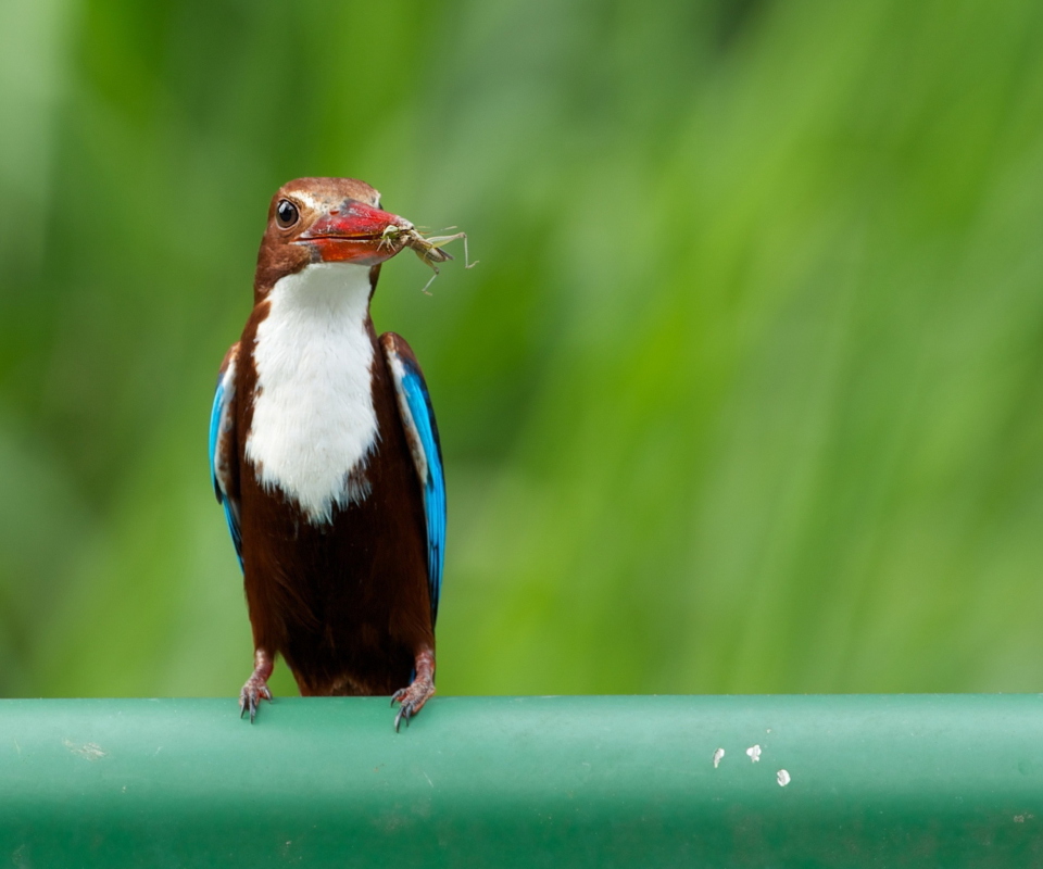 Screenshot №1 pro téma White Breasted Kingfisher 960x800