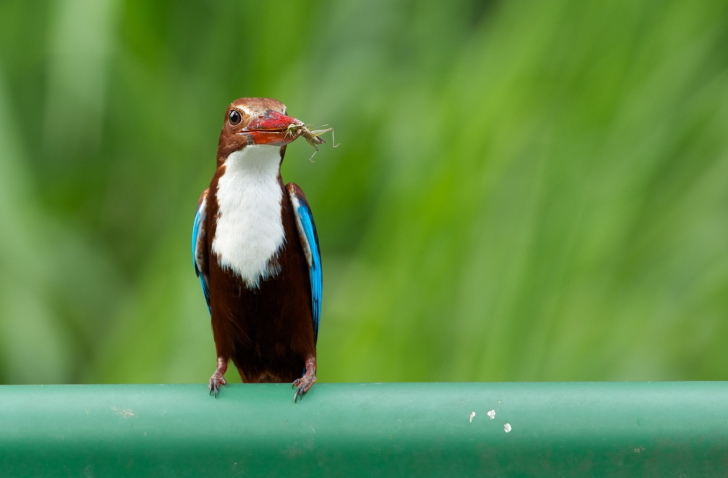 Fondo de pantalla White Breasted Kingfisher