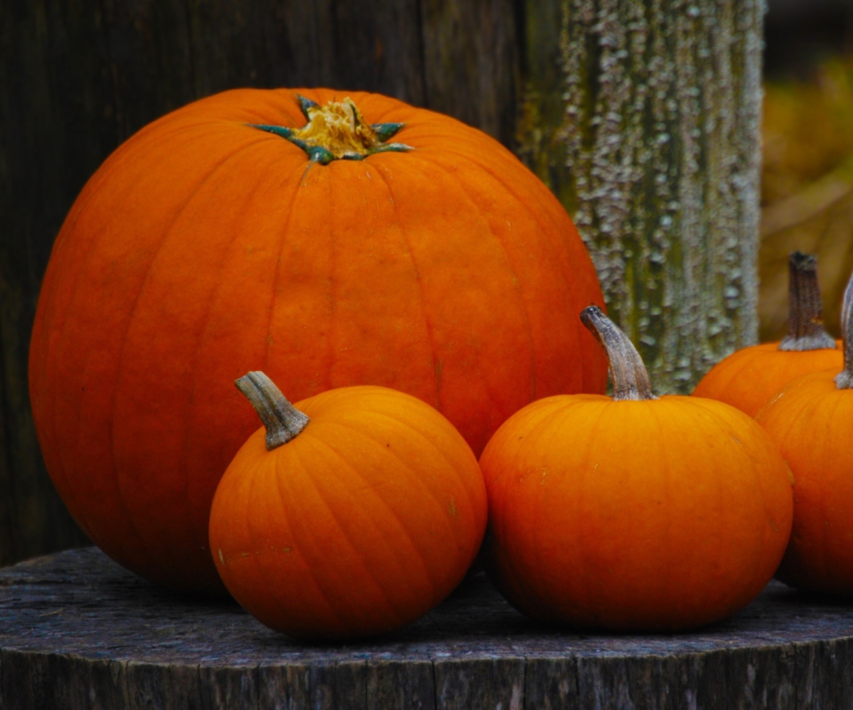 Das Orange Pumpkins Wallpaper 960x800