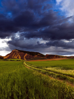 Fondo de pantalla Field and Sky 240x320