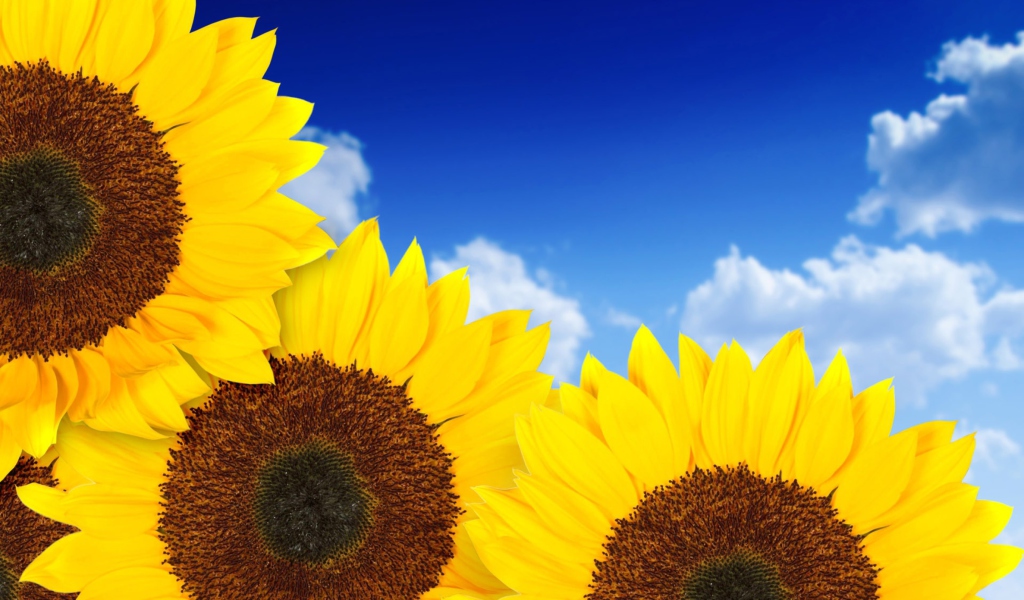 Fondo de pantalla Pure Yellow Sunflowers 1024x600