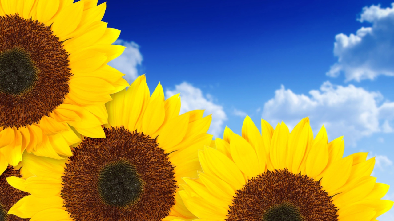 Fondo de pantalla Pure Yellow Sunflowers 1280x720