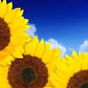 Screenshot №1 pro téma Pure Yellow Sunflowers 128x128