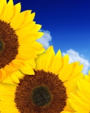 Screenshot №1 pro téma Pure Yellow Sunflowers 128x160