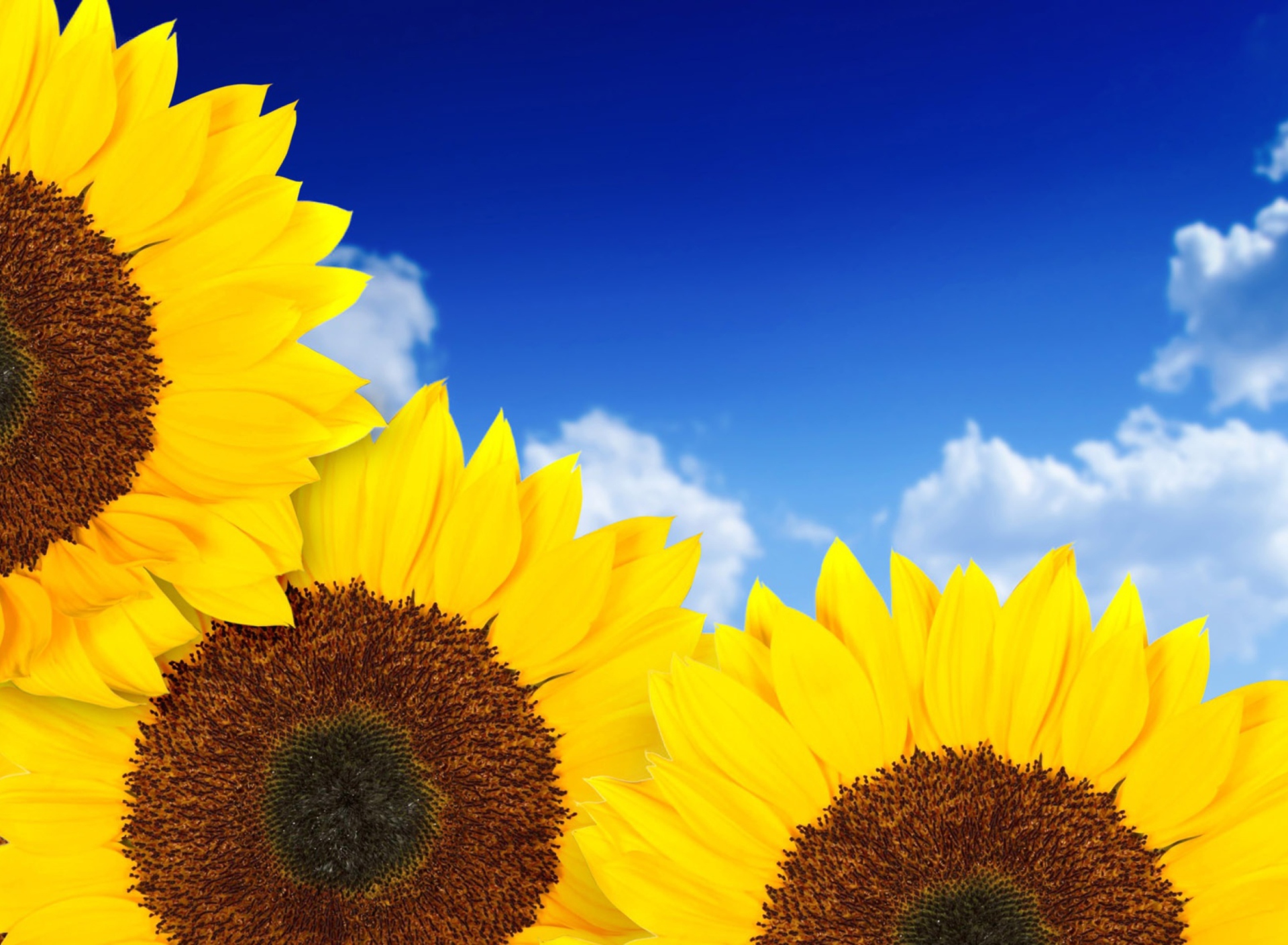 Pure Yellow Sunflowers screenshot #1 1920x1408