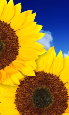 Обои Pure Yellow Sunflowers 240x400