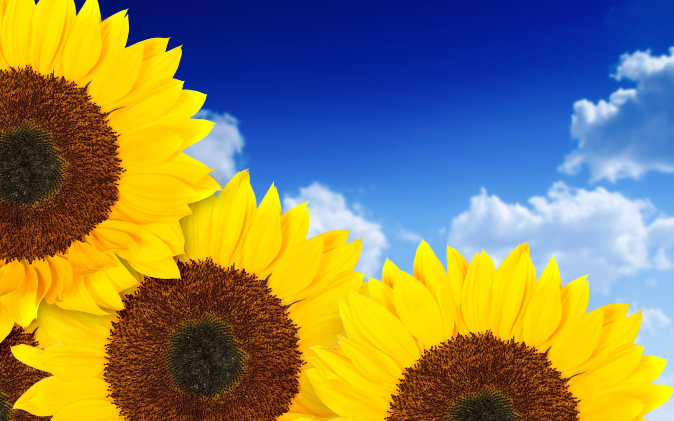 Fondo de pantalla Pure Yellow Sunflowers 2560x1600