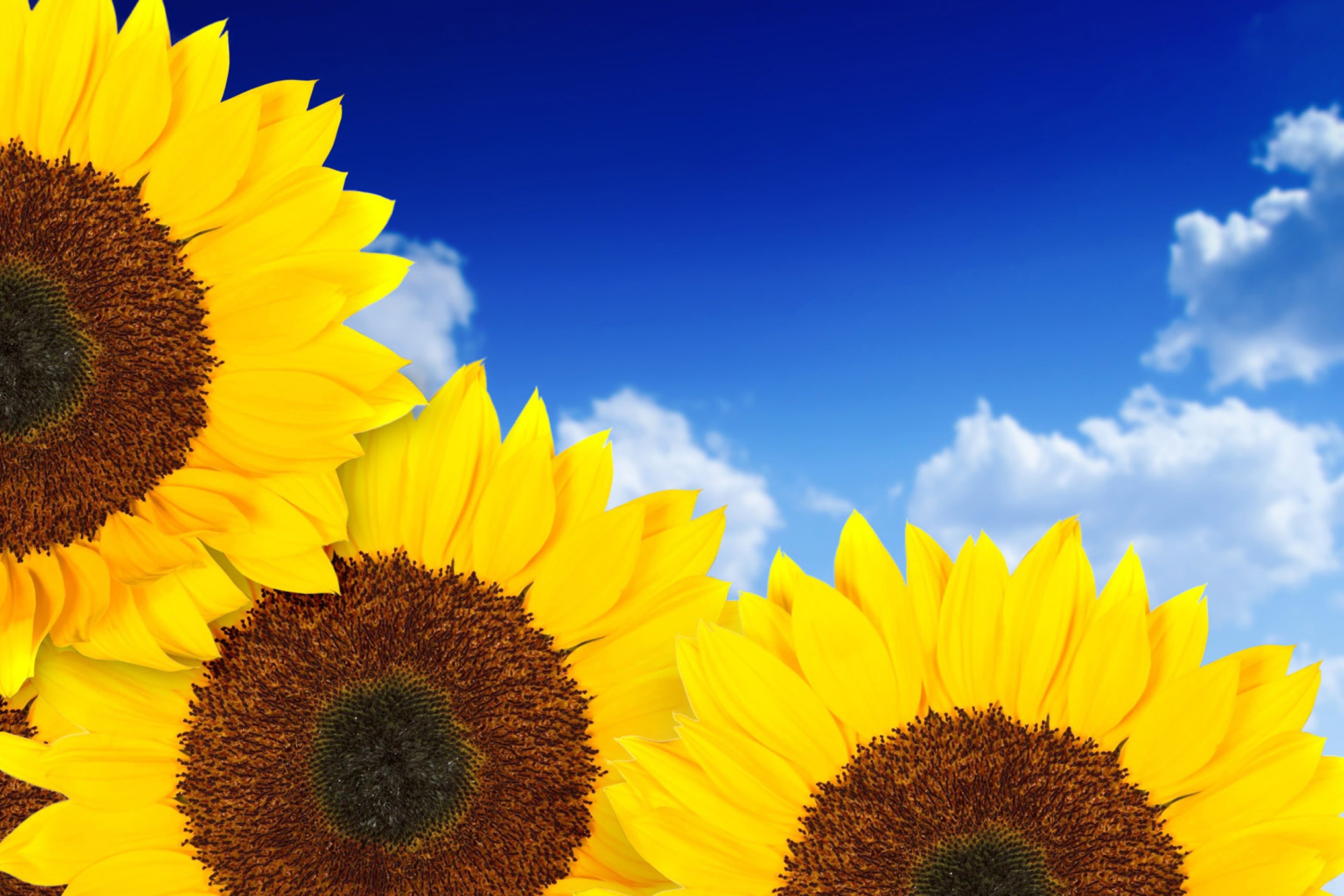 Fondo de pantalla Pure Yellow Sunflowers 2880x1920