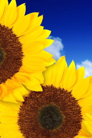 Screenshot №1 pro téma Pure Yellow Sunflowers 320x480