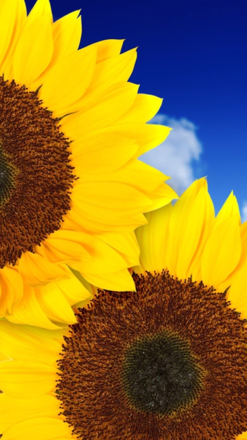 Das Pure Yellow Sunflowers Wallpaper 360x640