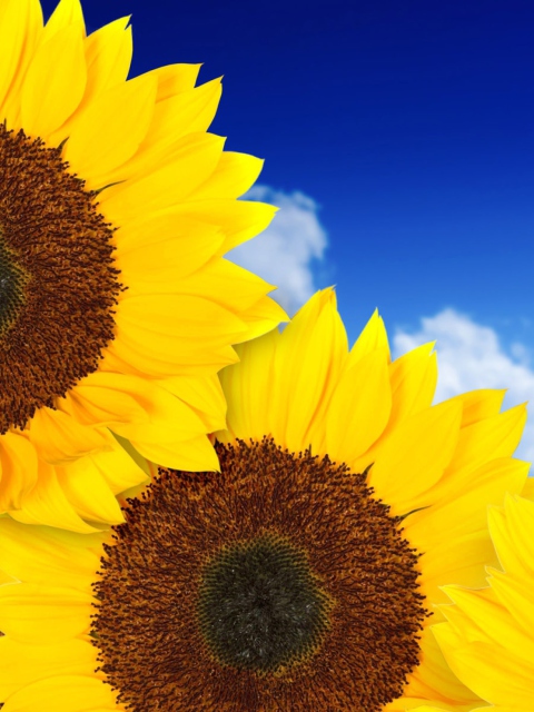 Pure Yellow Sunflowers screenshot #1 480x640