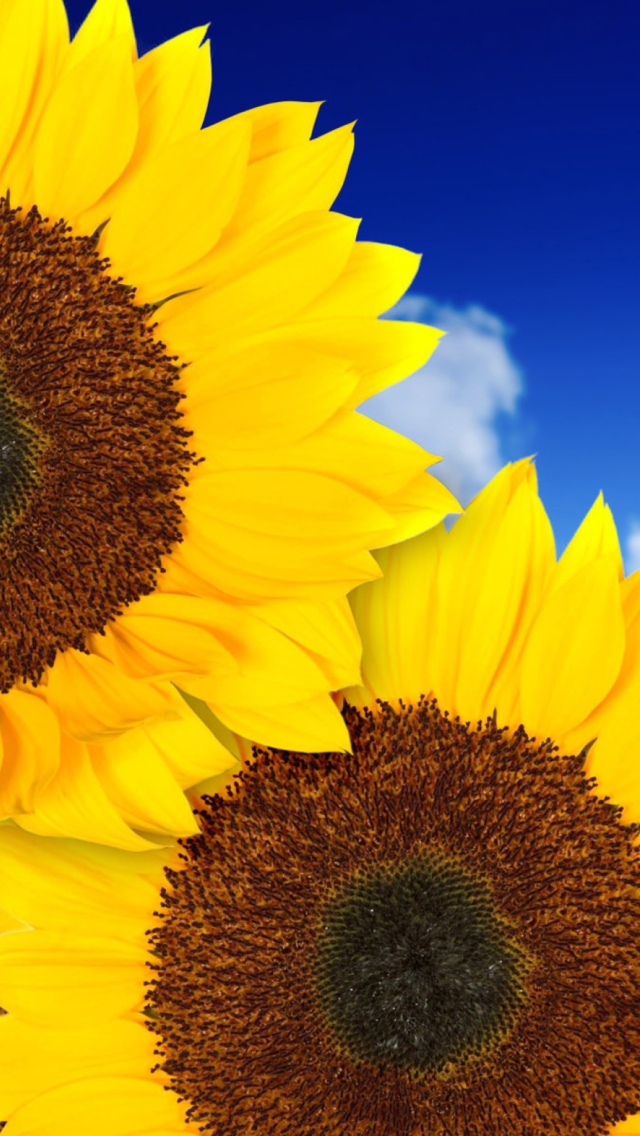 Sfondi Pure Yellow Sunflowers 640x1136