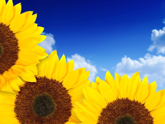 Sfondi Pure Yellow Sunflowers 640x480