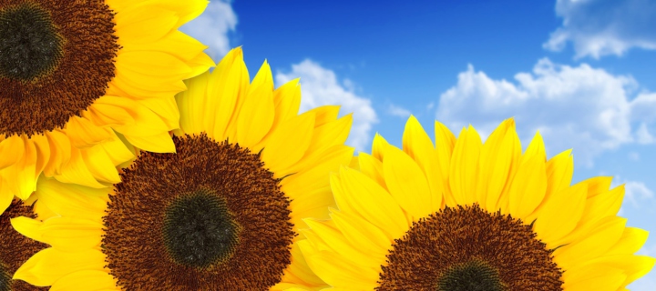 Screenshot №1 pro téma Pure Yellow Sunflowers 720x320