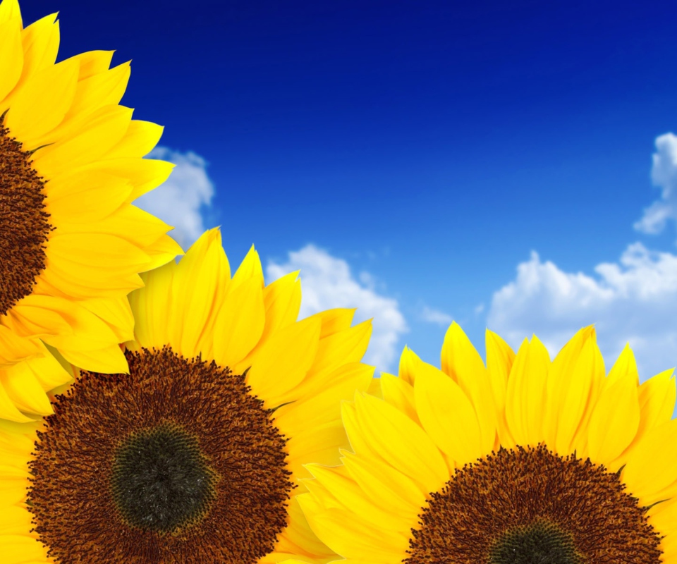 Pure Yellow Sunflowers screenshot #1 960x800
