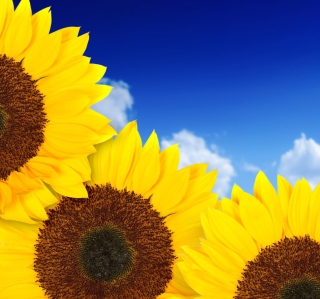 Kostenloses Pure Yellow Sunflowers Wallpaper für 1024x1024
