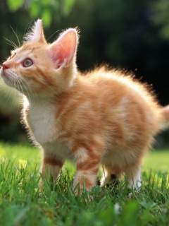 Sweet Kitten wallpaper 240x320