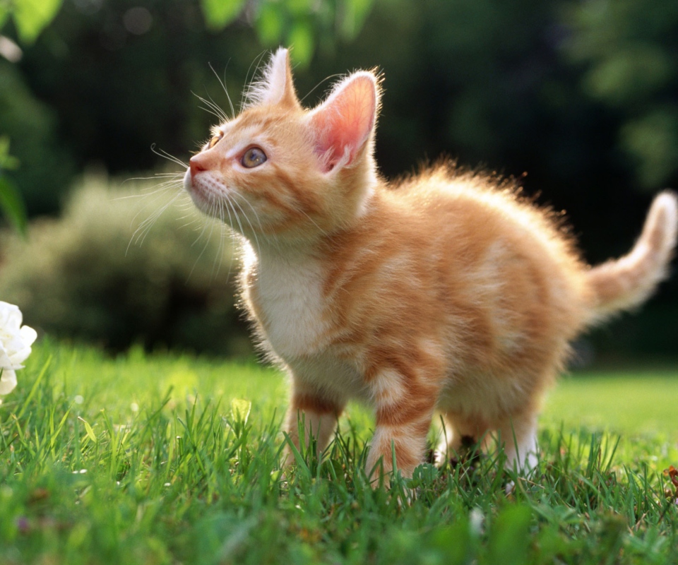 Sweet Kitten wallpaper 960x800