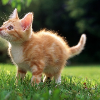 Sweet Kitten sfondi gratuiti per iPad mini