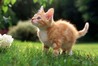 Sweet Kitten Picture for Android, iPhone and iPad
