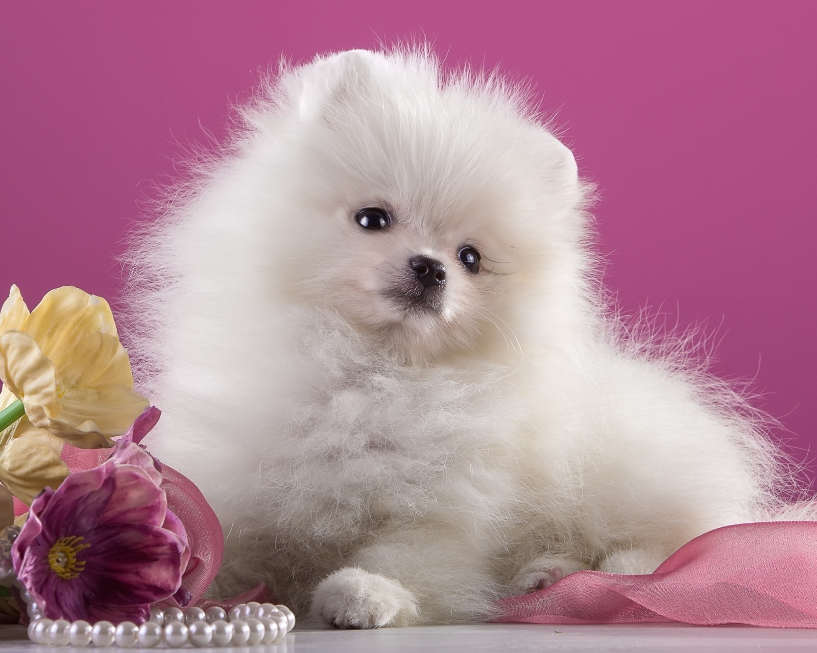 Обои Spitz Puppy 1600x1280