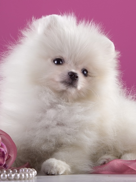 Das Spitz Puppy Wallpaper 480x640