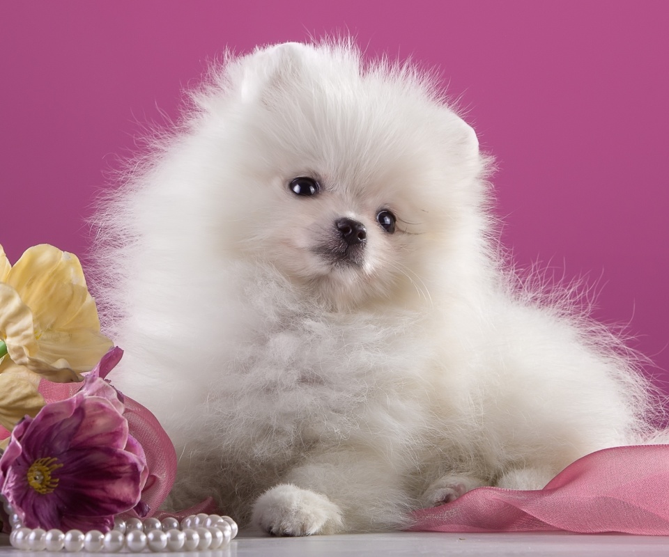 Spitz Puppy wallpaper 960x800