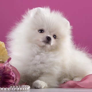Spitz Puppy sfondi gratuiti per Samsung E1150