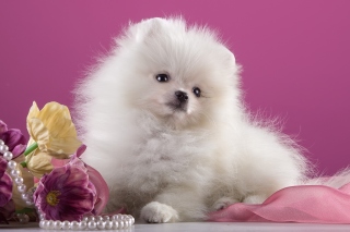 Spitz Puppy Wallpaper for Android, iPhone and iPad