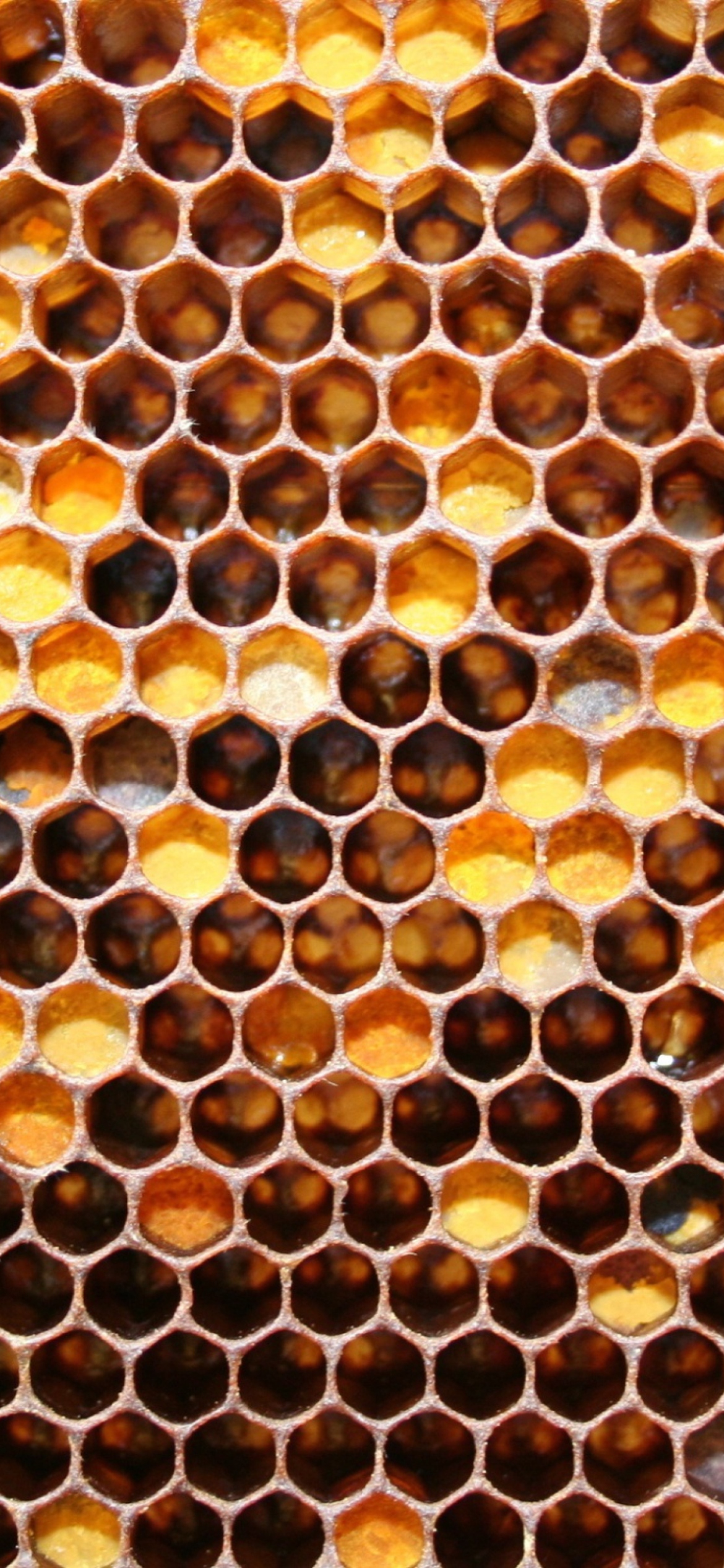 Honey wallpaper 1170x2532