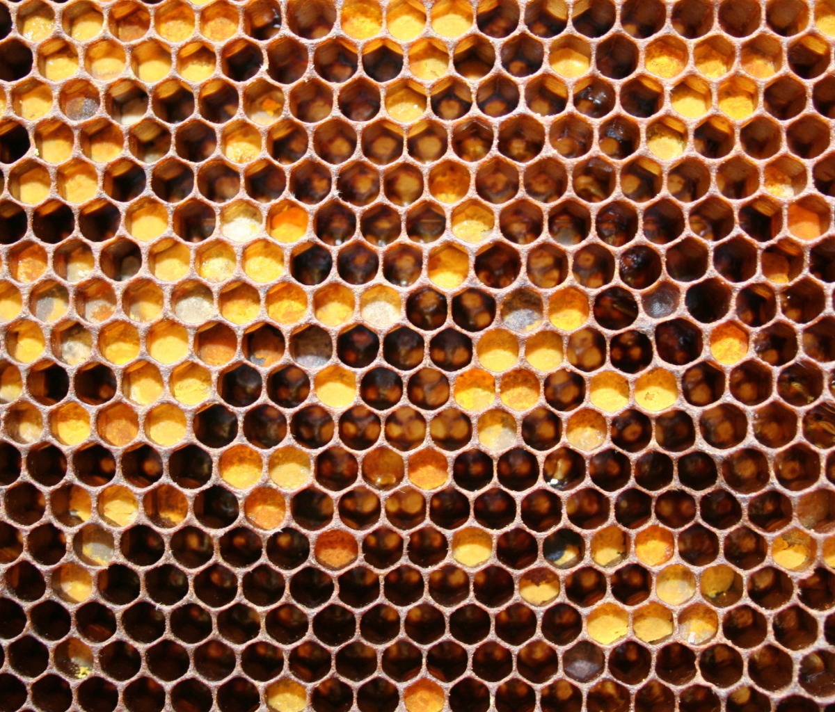 Honey wallpaper 1200x1024