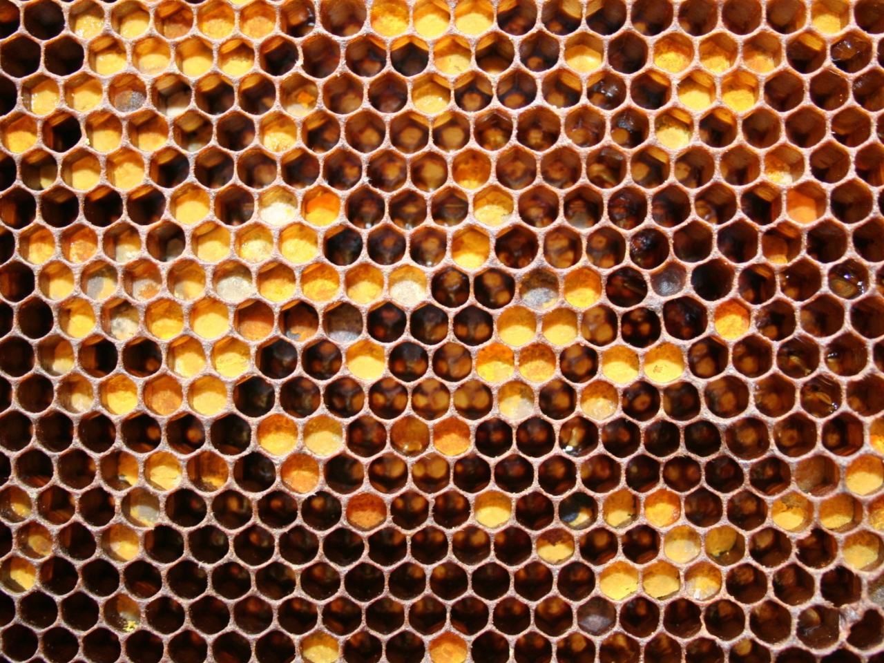 Honey wallpaper 1280x960