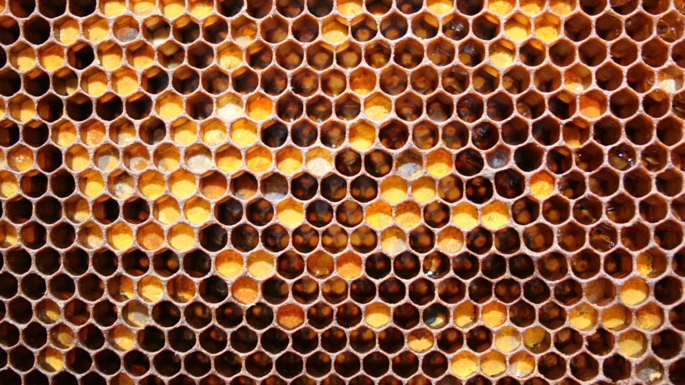 Honey wallpaper 1366x768