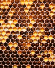 Honey wallpaper 176x220