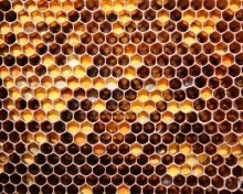Honey wallpaper 220x176