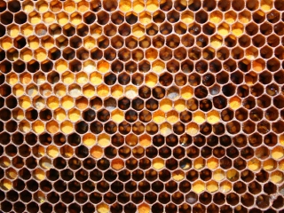 Honey wallpaper 320x240