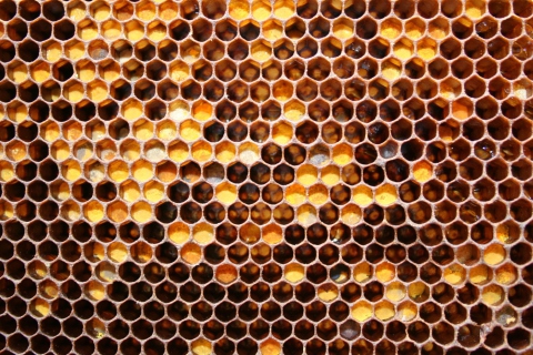 Das Honey Wallpaper 480x320