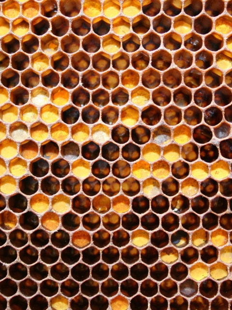 Das Honey Wallpaper 480x640