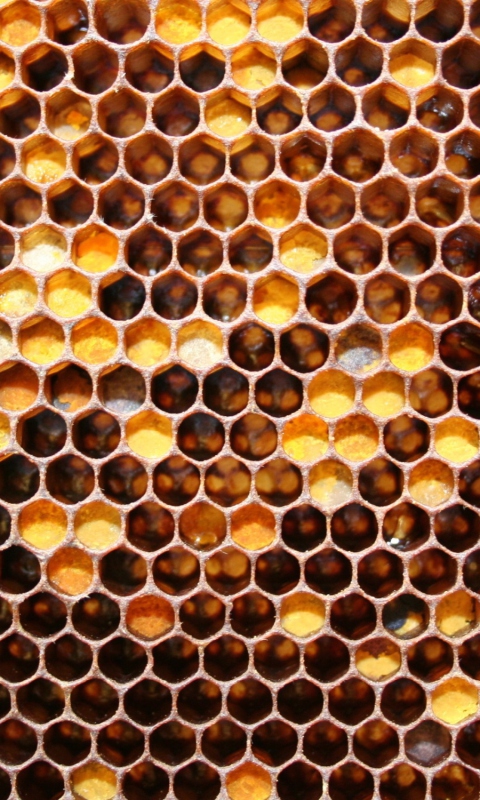 Honey wallpaper 480x800