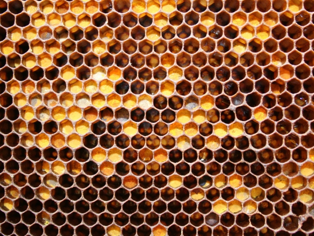 Honey wallpaper 640x480
