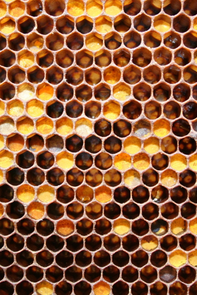 Honey wallpaper 640x960