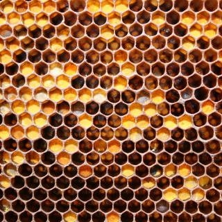 Kostenloses Honey Wallpaper für iPad 3