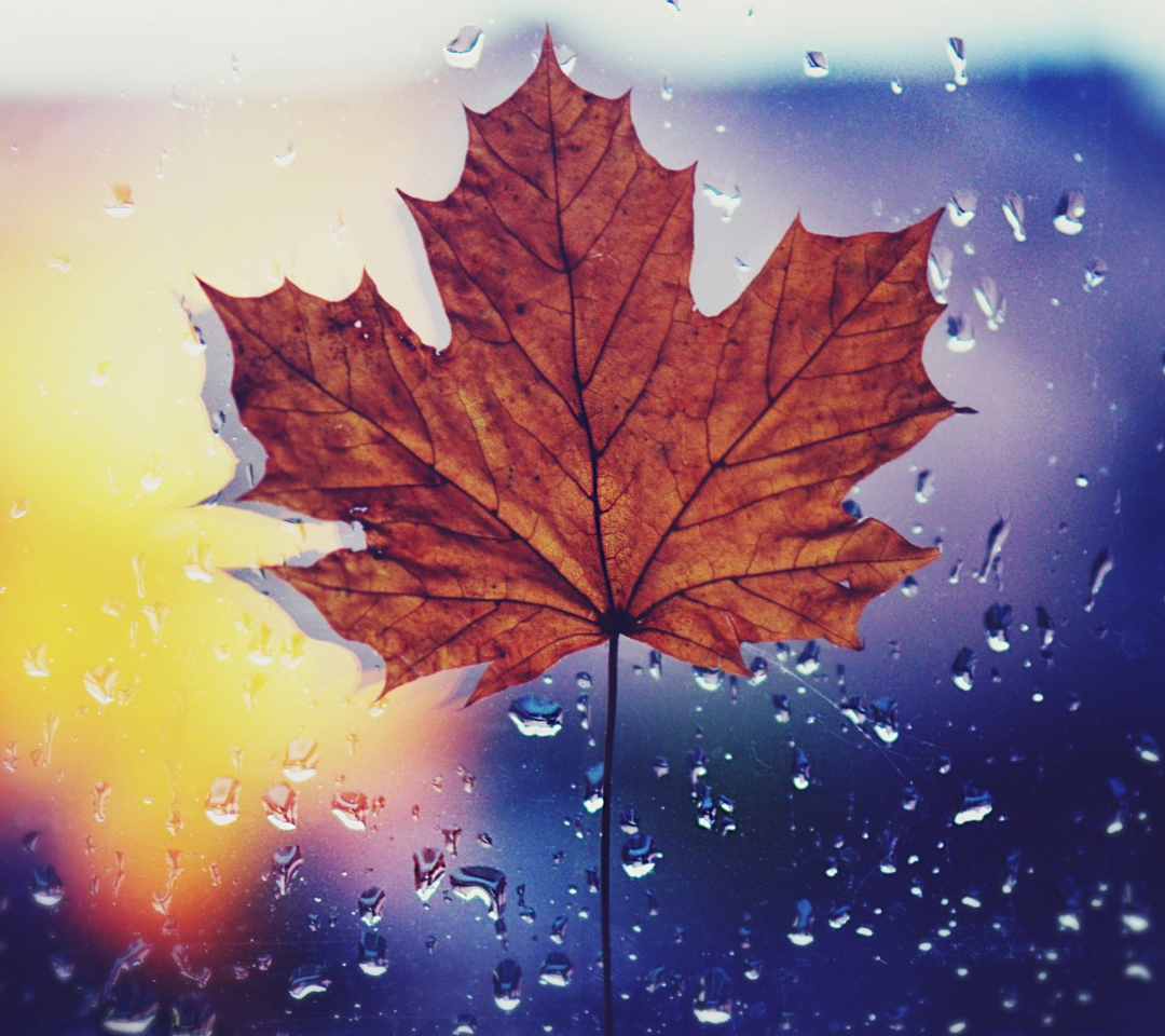Das Dried Maple Leaf Wallpaper 1080x960