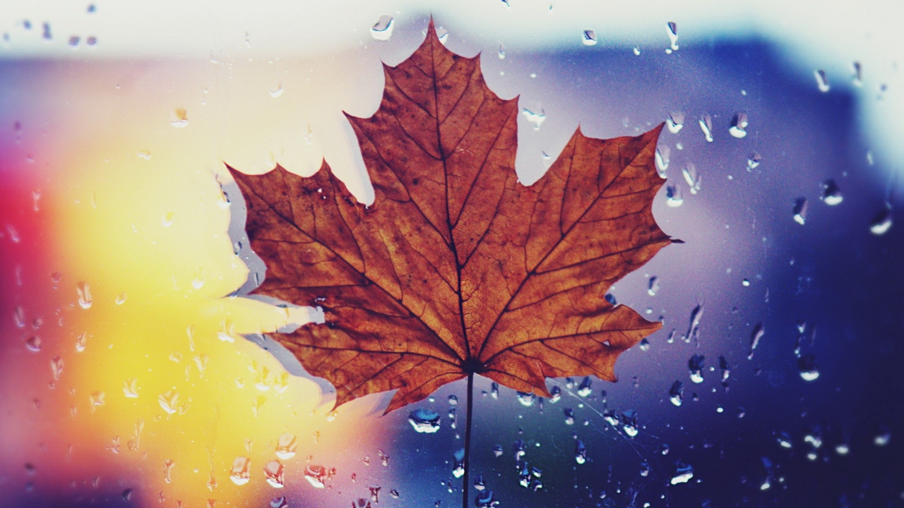 Dried Maple Leaf wallpaper 1280x720