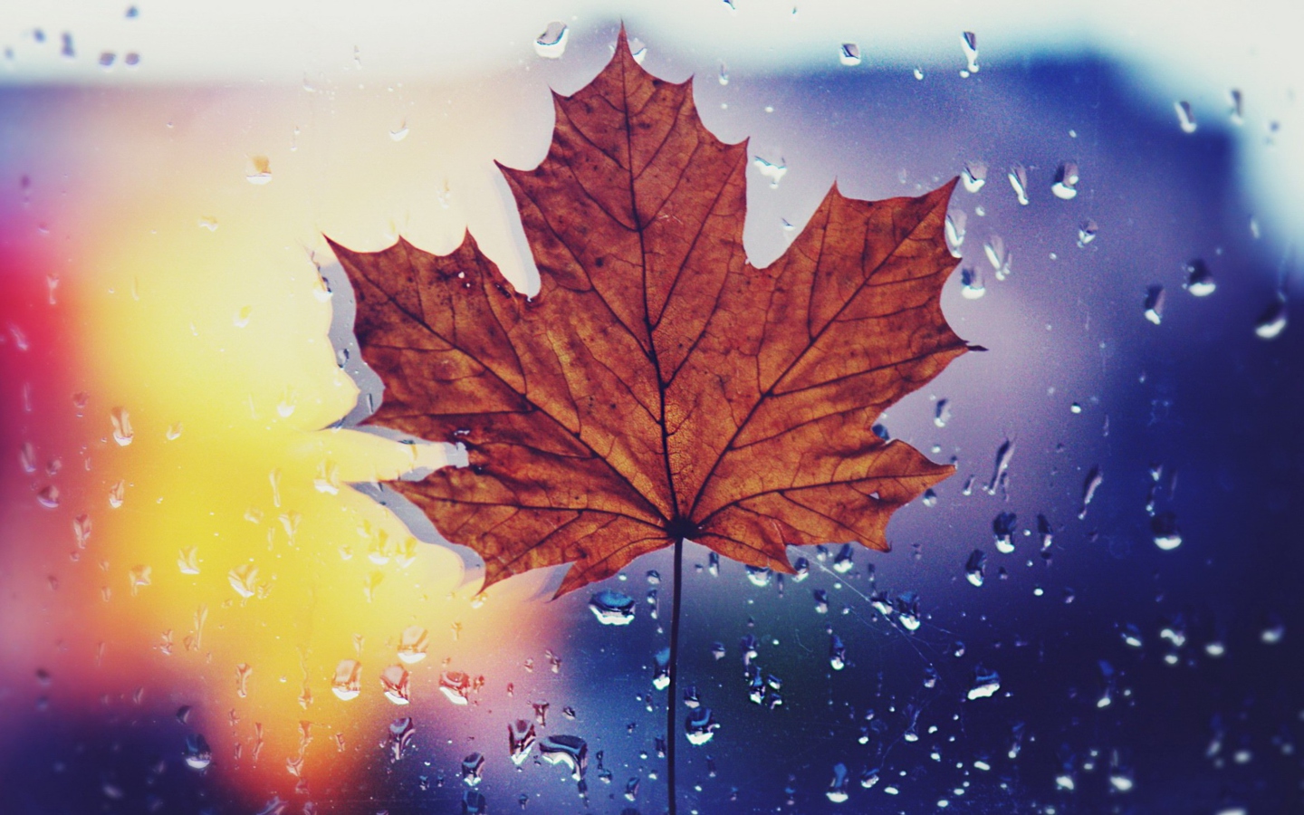 Screenshot №1 pro téma Dried Maple Leaf 1440x900