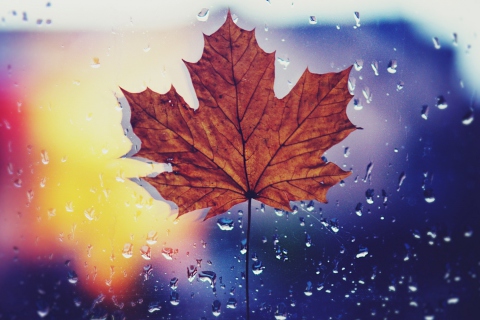 Das Dried Maple Leaf Wallpaper 480x320
