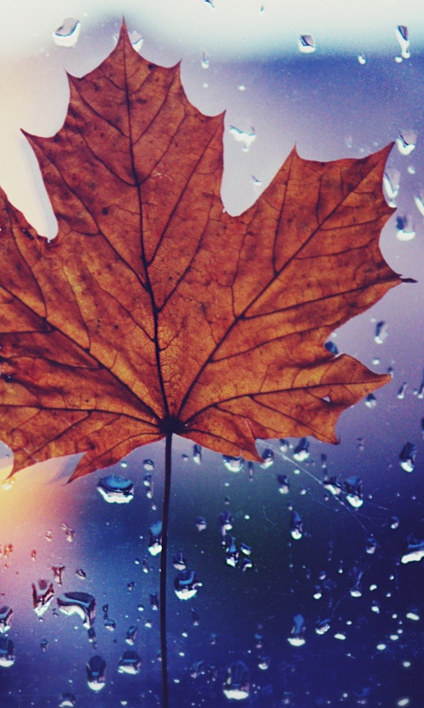 Das Dried Maple Leaf Wallpaper 480x800