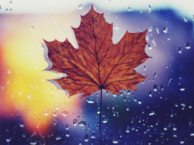 Das Dried Maple Leaf Wallpaper 640x480